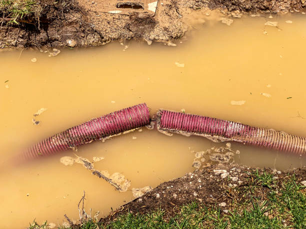 Best Professional water damage repair  in Forest, MS